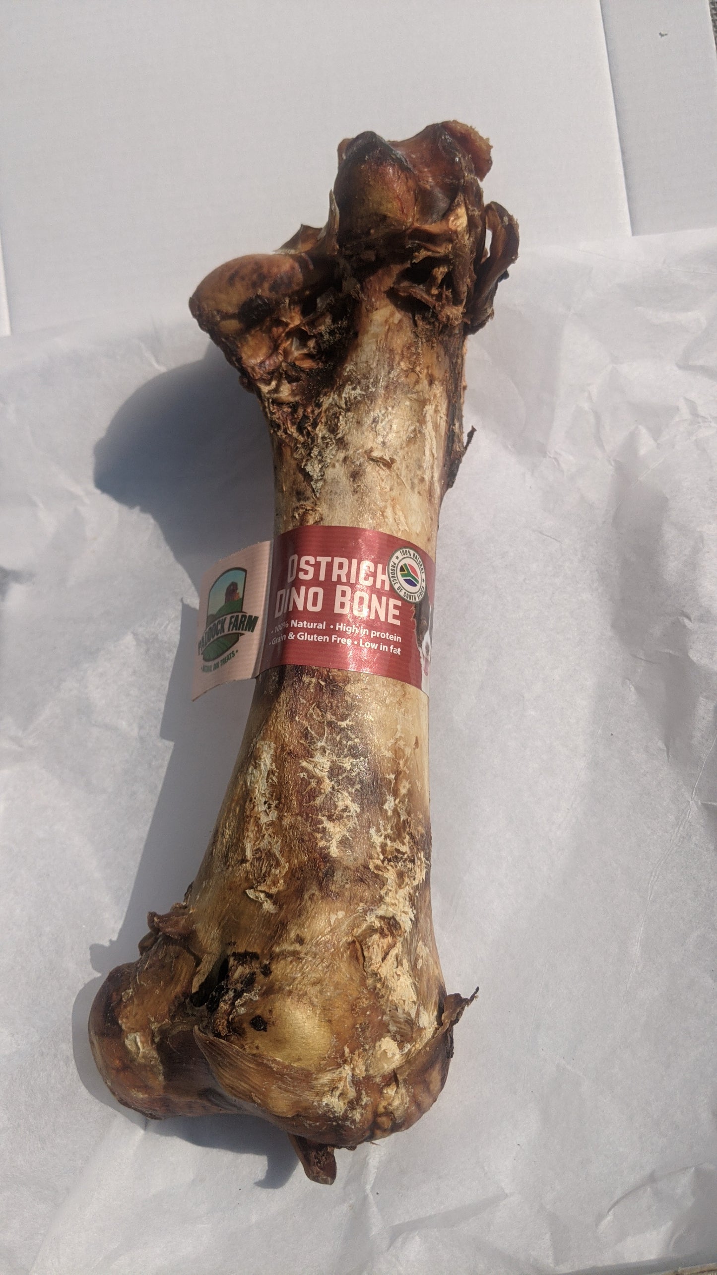 Giant Ostrich Bones