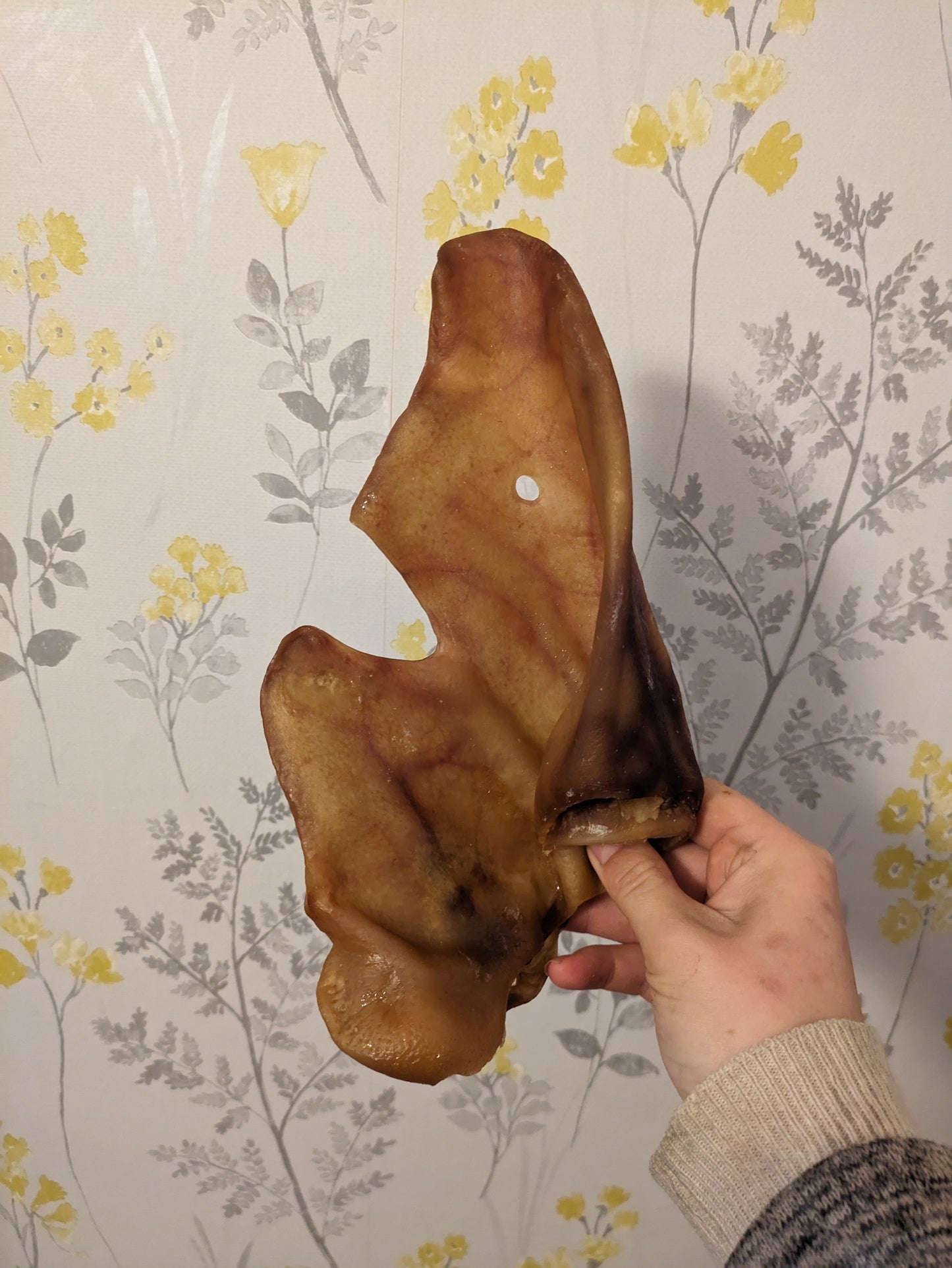 X-Large Pig Ear