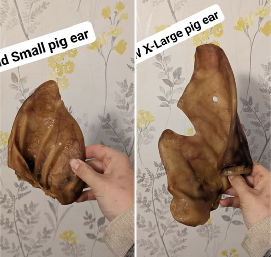 X-Large Pig Ear